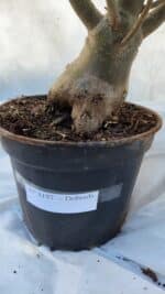 Planta Dobrada 3197 – 75cm – 05 anos - Imagem 7