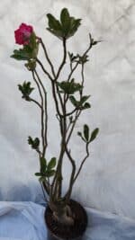 Planta Dobrada 3197 – 75cm – 05 anos - Imagem 6