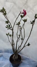 Planta Dobrada 3197 – 75cm – 05 anos - Imagem 5