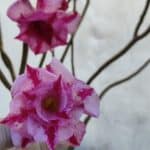 Planta Dobrada 3198 – 70cm – 05 anos