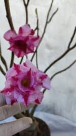 Planta Dobrada 3198 – 70cm – 05 anos