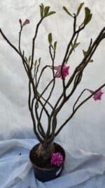 Planta Dobrada 3198 – 70cm – 05 anos - Imagem 8