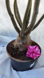 Planta Dobrada 3198 – 70cm – 05 anos - Imagem 7