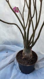 Planta Dobrada 3198 – 70cm – 05 anos - Imagem 6