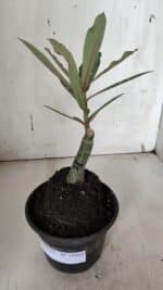 ENXERTO 11942 – 20cm (cor LM 1005) - Imagem 2