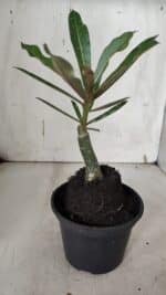 ENXERTO 11942 – 20cm (cor LM 1005) - Imagem 4