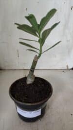 ENXERTO 11943 – 20cm (cor LM 994) - Imagem 2