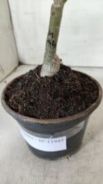 ENXERTO 11943 – 20cm (cor LM 994) - Imagem 5