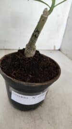 ENXERTO 11943 – 20cm (cor LM 994) - Imagem 4