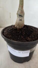 ENXERTO 11944 – 20cm (cor LM 797) iD: FERRARI - Imagem 4