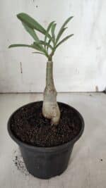 ENXERTO 11944 – 20cm (cor LM 797) iD: FERRARI - Imagem 3