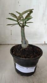 ENXERTO 11945 – 20cm (cor LM 04) - Imagem 2