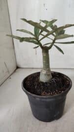 ENXERTO 11945 – 20cm (cor LM 04) - Imagem 3