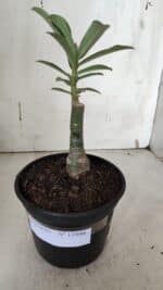 ENXERTO 11946 – 20cm (cor LM 998) - Imagem 2