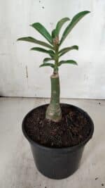 ENXERTO 11946 – 20cm (cor LM 998) - Imagem 3