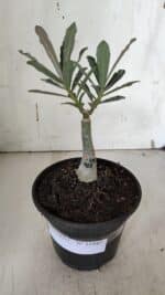 ENXERTO 11947 – 20cm (cor LM 913) - Imagem 2