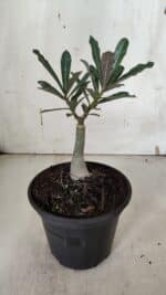 ENXERTO 11947 – 20cm (cor LM 913) - Imagem 3