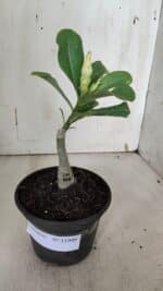 ENXERTO 11949 – 20cm (cor LM 615) - Imagem 2