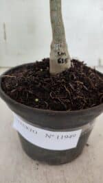 ENXERTO 11949 – 20cm (cor LM 615) - Imagem 4