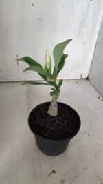 ENXERTO 11949 – 20cm (cor LM 615) - Imagem 3