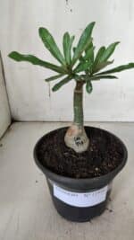 ENXERTO 11950 – 20cm (cor LM 997) - Imagem 2