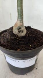 ENXERTO 11950 – 20cm (cor LM 997) - Imagem 4