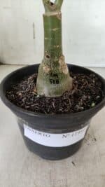 ENXERTO 11951 – 20cm (cor LM 518) - Imagem 4