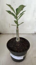 ENXERTO 11953 – 20cm (cor LM 491) - Imagem 2