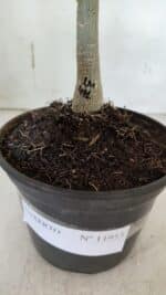 ENXERTO 11953 – 20cm (cor LM 491) - Imagem 4