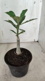 ENXERTO 11953 – 20cm (cor LM 491) - Imagem 3