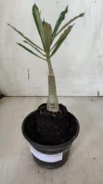 ENXERTO 11954 – 20cm (cor LM 424) - Imagem 2