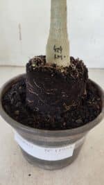 ENXERTO 11954 – 20cm (cor LM 424) - Imagem 4