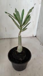 ENXERTO 11954 – 20cm (cor LM 424) - Imagem 3