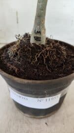 ENXERTO 11955 – 20cm (cor LM 582) - Imagem 4