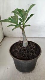 ENXERTO 11955 – 20cm (cor LM 582) - Imagem 3