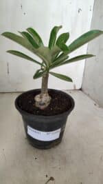 ENXERTO 11956 – 20cm (cor LM 629) - Imagem 2