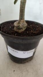 ENXERTO 11956 – 20cm (cor LM 629) - Imagem 4