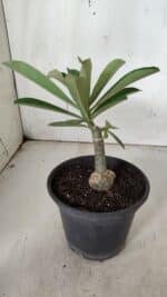 ENXERTO 11956 – 20cm (cor LM 629) - Imagem 3