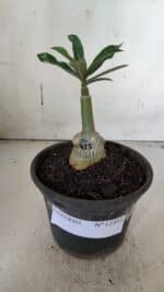 ENXERTO 11957 – 20cm (cor LM 725) - Imagem 2