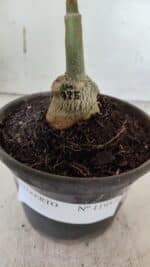 ENXERTO 11957 – 20cm (cor LM 725) - Imagem 4