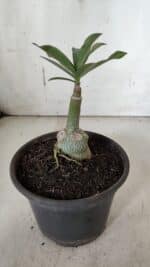 ENXERTO 11957 – 20cm (cor LM 725) - Imagem 3