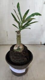 ENXERTO 11958 – 20cm (cor LM 1007) - Imagem 2