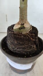 ENXERTO 11958 – 20cm (cor LM 1007) - Imagem 4