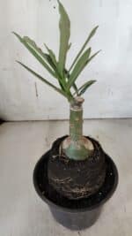 ENXERTO 11958 – 20cm (cor LM 1007) - Imagem 3