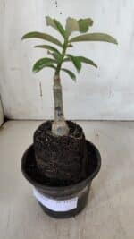 ENXERTO 11959 – 20cm (cor LM 08) - Imagem 2