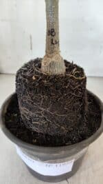 ENXERTO 11959 – 20cm (cor LM 08) - Imagem 4