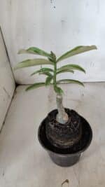 ENXERTO 11959 – 20cm (cor LM 08) - Imagem 3