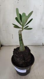 ENXERTO 11960 – 20cm (cor LM 994) - Imagem 2