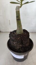 ENXERTO 11960 – 20cm (cor LM 994) - Imagem 4