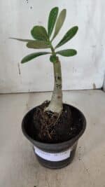 ENXERTO 11961 – 20cm (cor LM 75) - Imagem 2